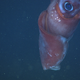 Image for article titled Scientists discover bisexual squid of the deep